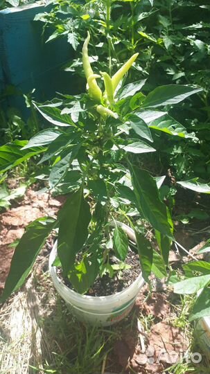 Перец острый