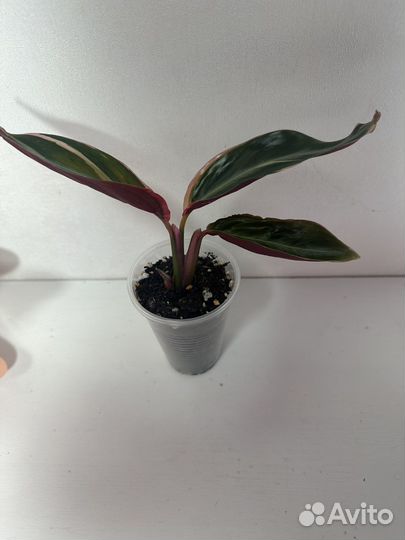 Строманта триколор