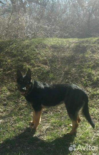 Щенки немецкой овчарки