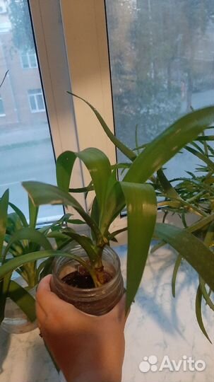 Комнатные растения