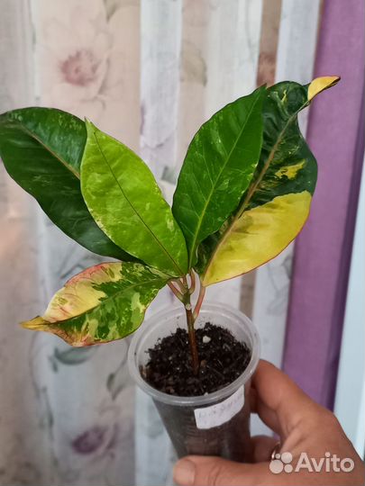 Кротоны Тайские