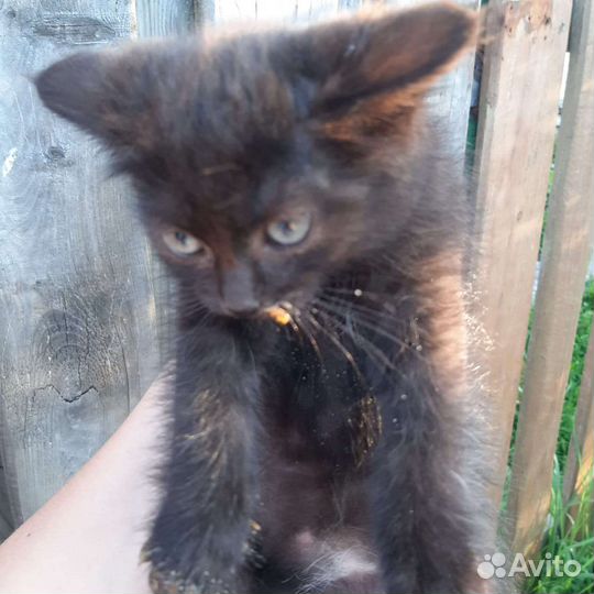 Кошки в добрые руки