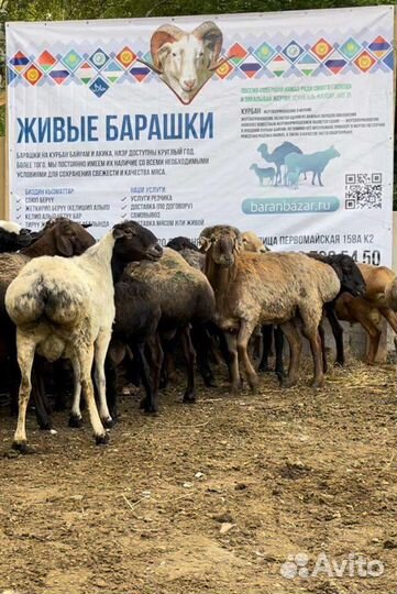 Бараны на Курбан