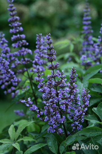 Витекс священный