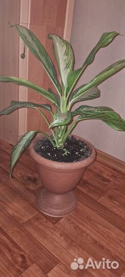 Диффенбахия