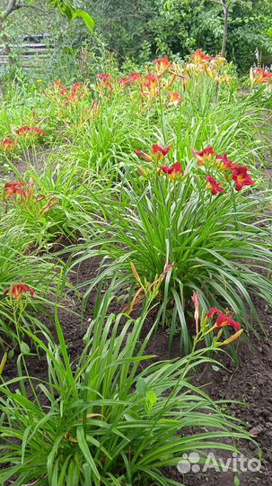 Лилейники сортовые