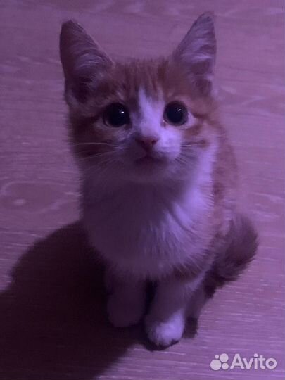 Отдаю 2 котят в добрые руки