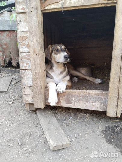 Отдадим щенят в добрые руки