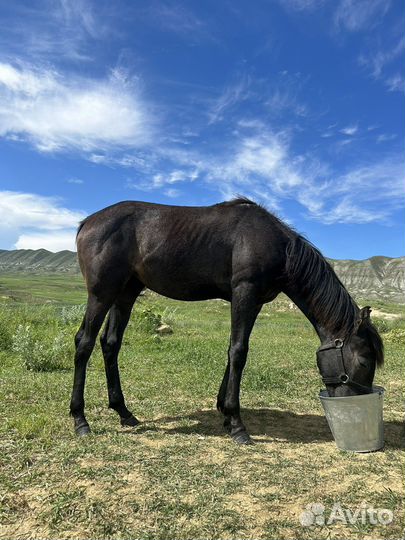 Арабские лошади