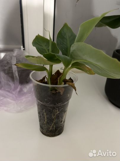 Банан комнатный
