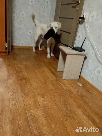 Собака в добрые руки отдам бесплатно