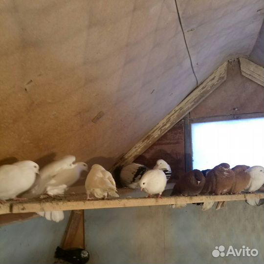 Птицы голуби