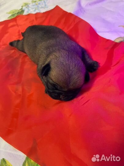 Мопс вязка мальчик