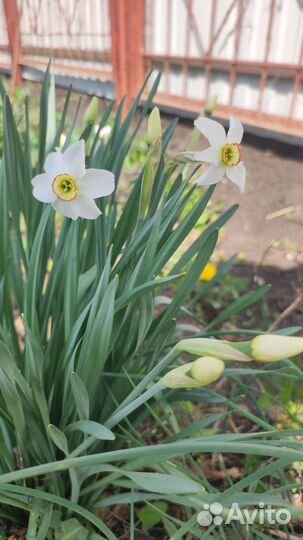 Многолетние растения