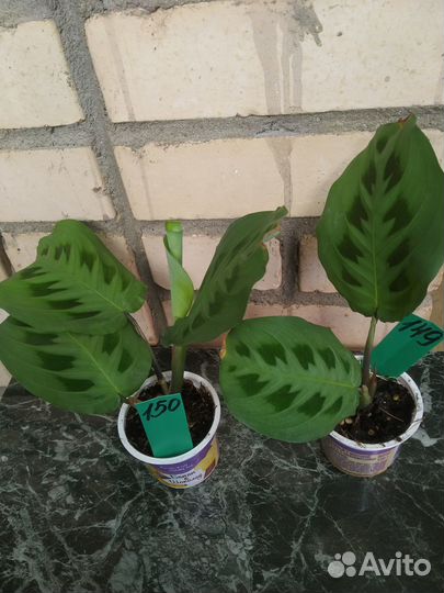 Маранты 6 сортов