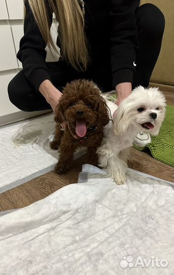 Тикап пудель Тедди Китай вязка 21см малина