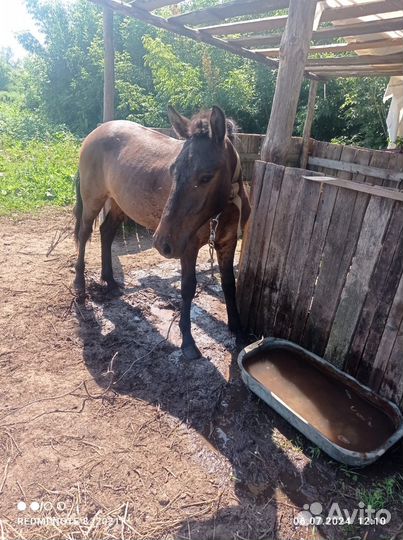 Конь жеребец