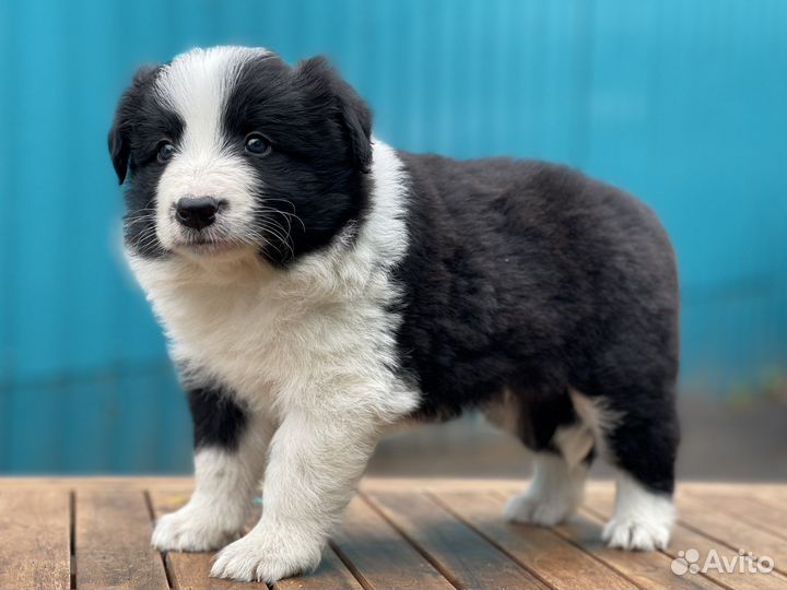 Бордер колли щенки