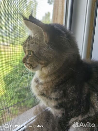 Мейн-кун кошка