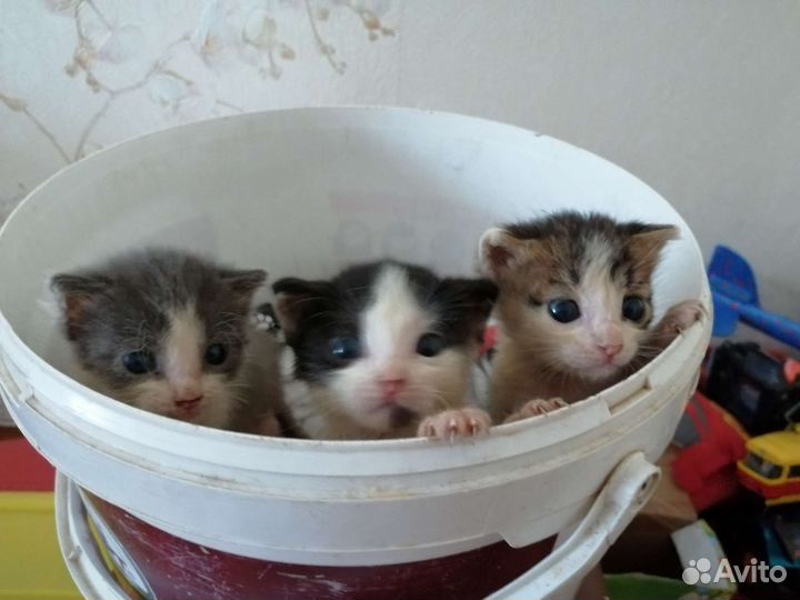 Котята 1,5 месячные в дар. Можно отдать по-одному