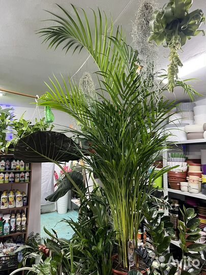 Пальма Арека дипсис 160см