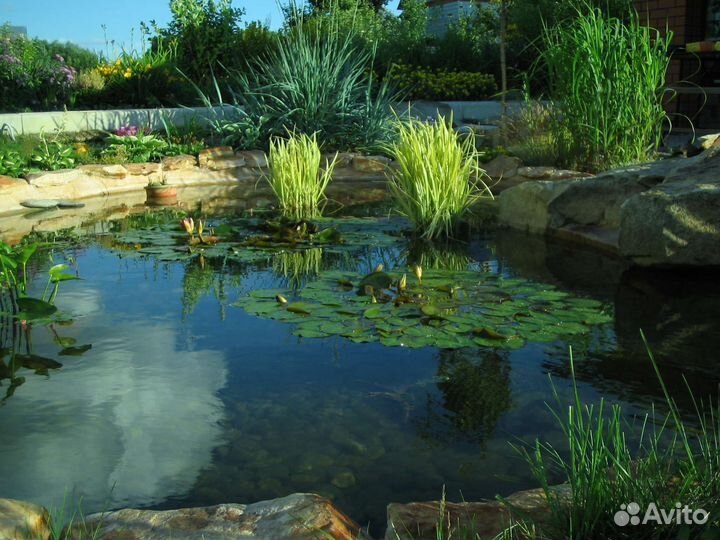 Растения для пруда