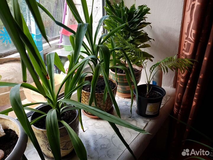 Пальмы разные