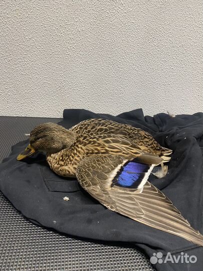 Орнитолог. Осмотр, лечение, консультации по птицам