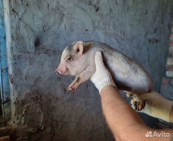Вьетнамские вислобрюхие поросята