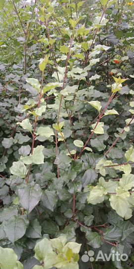 Саженцы декоративных кустарников