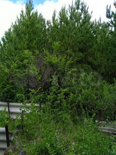 Участок 11,6 сот. (СНТ, ДНП)