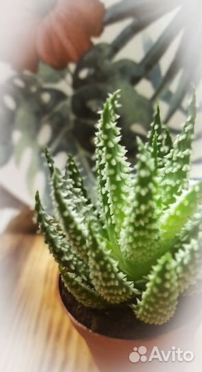 Алое Humilis Shark (Алое Акула)