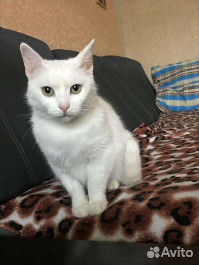 Кошечка в добрые руки