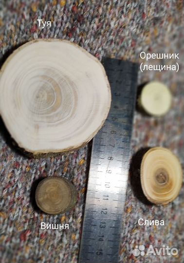 Срезы сливы, вишни, орешника