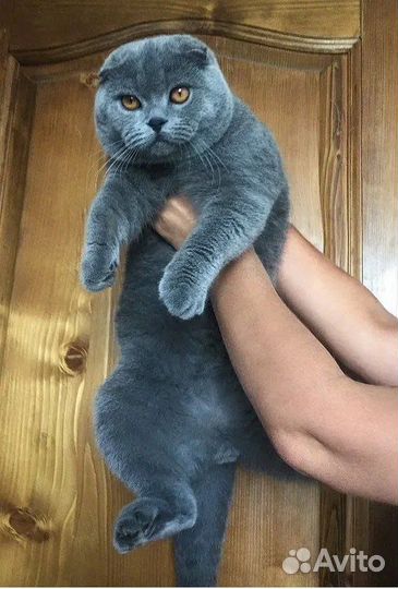 Британские котята