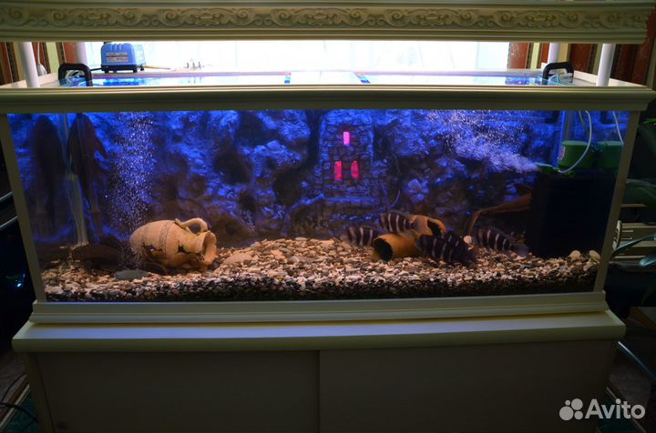 Аквариум с рыбами на 470 литров