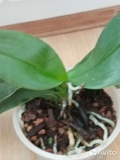 Орхидея фаленопсис