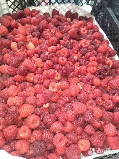 Ягодка с поля малина высшего качества