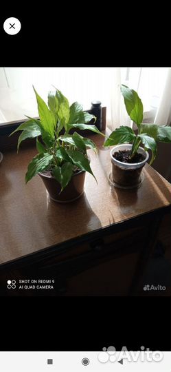 Спатифиллум