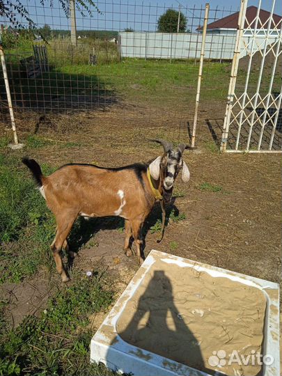 Нубийский козёл