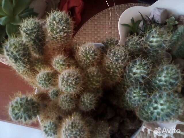 Кактус (мамилярия Бокасская)цветущий