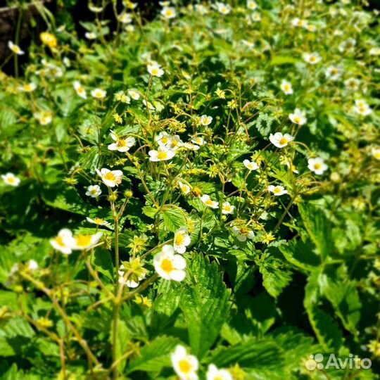 Земляника садовая саженцы