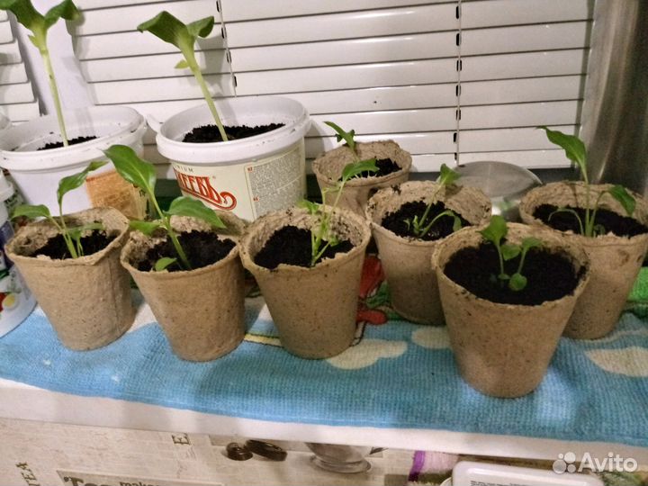 Рассада специфиллума