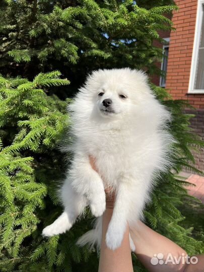 Малый немецкий шпиц