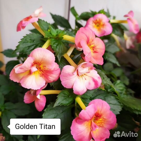 Сортовые ахименесы