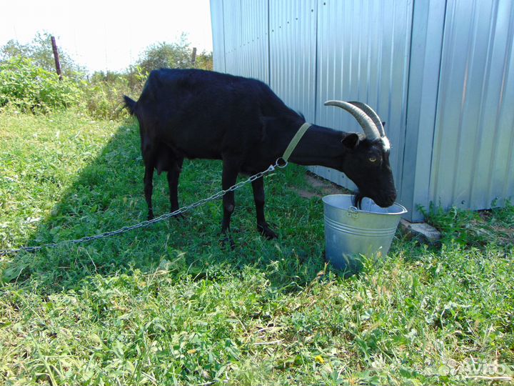 Продам козу