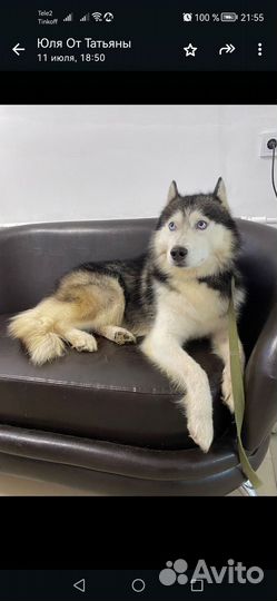 Сибирской хаски