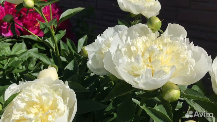 Пион Дюшес де Немур, корневище