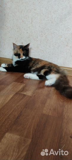 Кошка мей кун