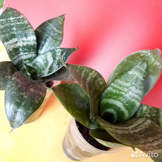 Сансевиерия 